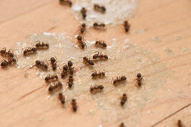 Best Residential Pest Control  in Agua Dulce, TX